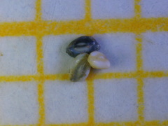 Quinqueloculina laevigata