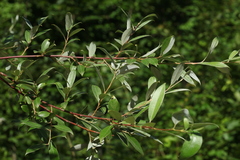 Salix alba micans