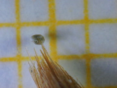 Quinqueloculina laevigata