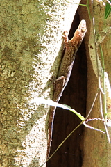 Blaesodactylus sakalava