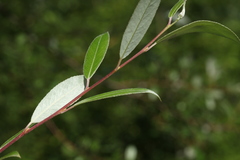 Salix alba micans