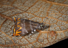 Ornarantia contrariana