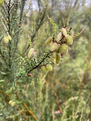 Bossiaea foliosa
