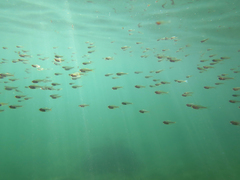 Ambassis jacksoniensis