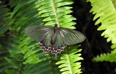 Parides bunichus perrhebus