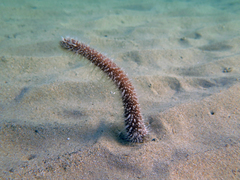 Veretillidae