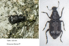 Tropideres albirostris