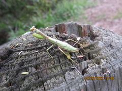 Stagmomantis resacae