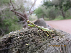 Stagmomantis resacae