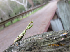 Stagmomantis resacae