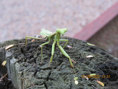 Stagmomantis resacae