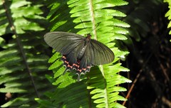 Parides bunichus perrhebus