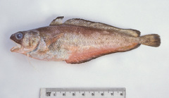 Pseudophycis breviuscula