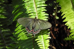 Parides bunichus perrhebus