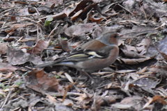 Fringilla coelebs