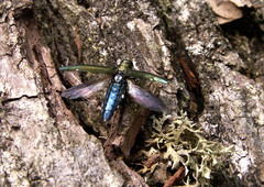 Agrilus biguttatus