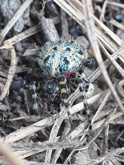 Alpaida alticeps
