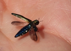 Agrilus biguttatus