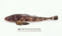 Marbled Flathead photo 2