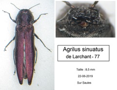 Agrilus sinuatus