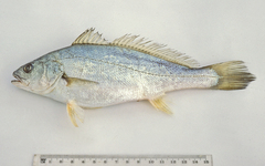 Argyrosomus