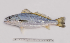 Atractoscion aequidens