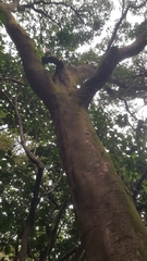 Elaeocarpus serratus