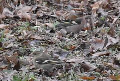 Fringilla coelebs