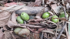 Elaeocarpus serratus