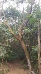 Elaeocarpus serratus