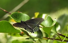 Battus polystictus