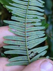 Sticherus pteridellus