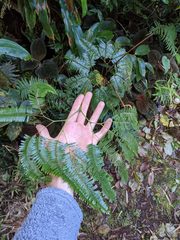 Sticherus pteridellus