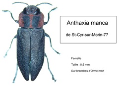 Anthaxia manca