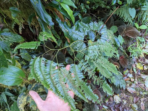 Sticherus pteridellus (Sticherus pteridellus)