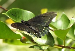 Battus polystictus