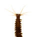Nereididae - Photo (c) Ken-ichi Ueda,  זכויות יוצרים חלקיות (CC BY), הועלה על ידי Ken-ichi Ueda