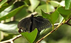 Battus polystictus