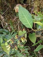 Palicourea macrocalyx