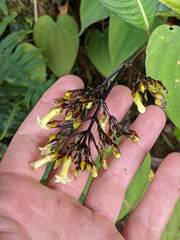 Palicourea macrocalyx