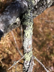 Parmeliopsis capitata image