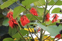 Erythrina abyssinica