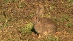 Oryctolagus cuniculus