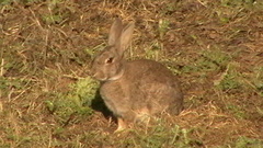 Oryctolagus cuniculus