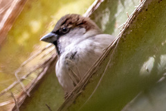 Passer domesticus