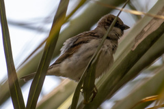 Passer domesticus