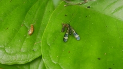 Panorpa japonica