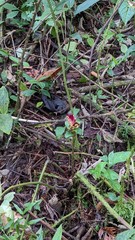 Costus zamoranus