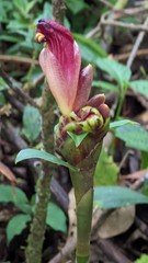 Costus zamoranus