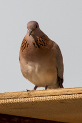 Streptopelia senegalensis